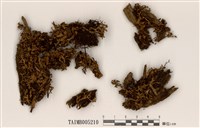 藏品(疏緣毛腎島衣)的圖片